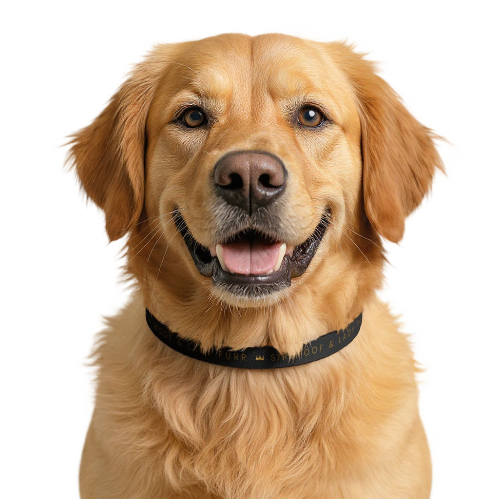 Sir Woof & Lady Purr Signature Dog Collar - Black & Gold Luxury Adjustable Clip-on Pet Collar