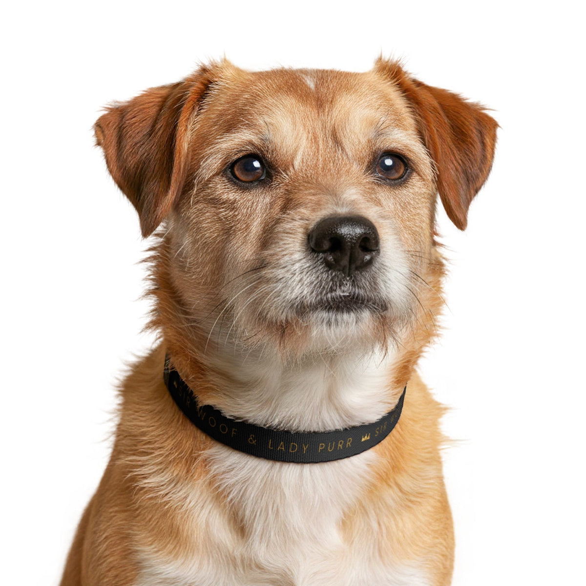 Sir Woof & Lady Purr Signature Dog Collar - Black & Gold Luxury Adjustable Clip-on Pet Collar